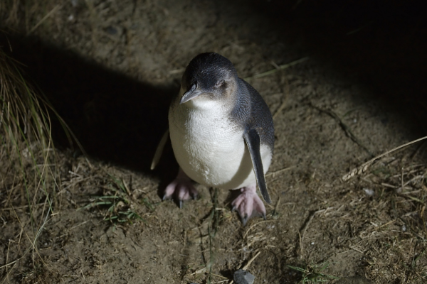 Little Penguin on Phillip Island