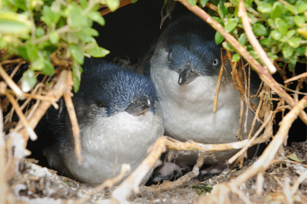 Phillip Island Little Penguins in nest