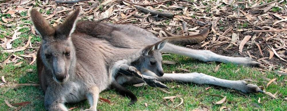 The Eastern Grey Kangaroo