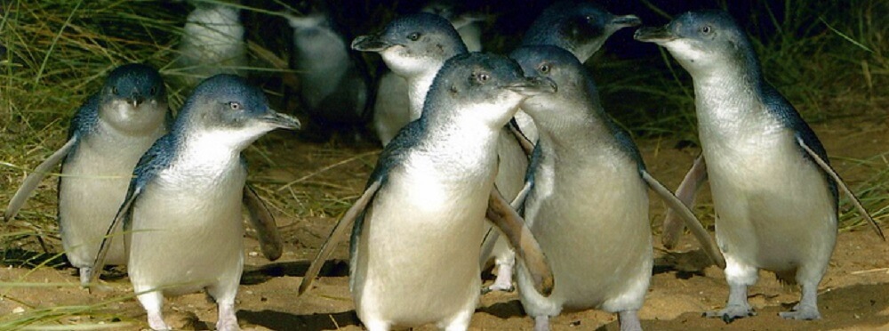 The Little Penguin – Phillip Island