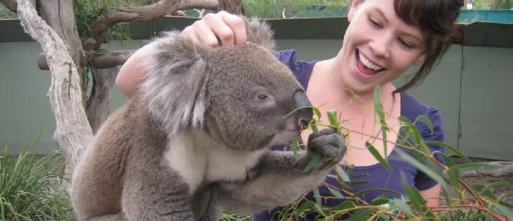 Getting Up Close and Personal With Phillip Island’s Koalas