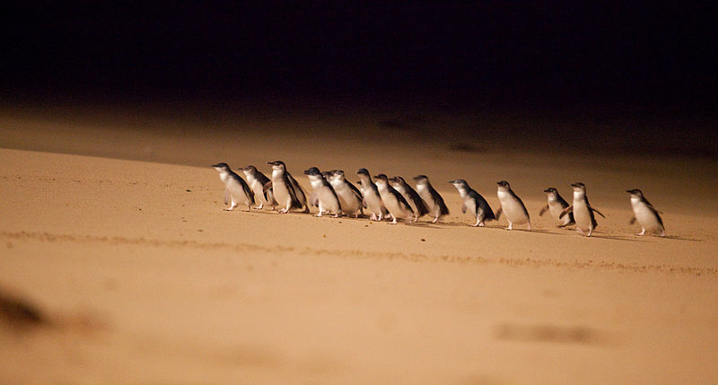 Penguin Parade in Phillip Island