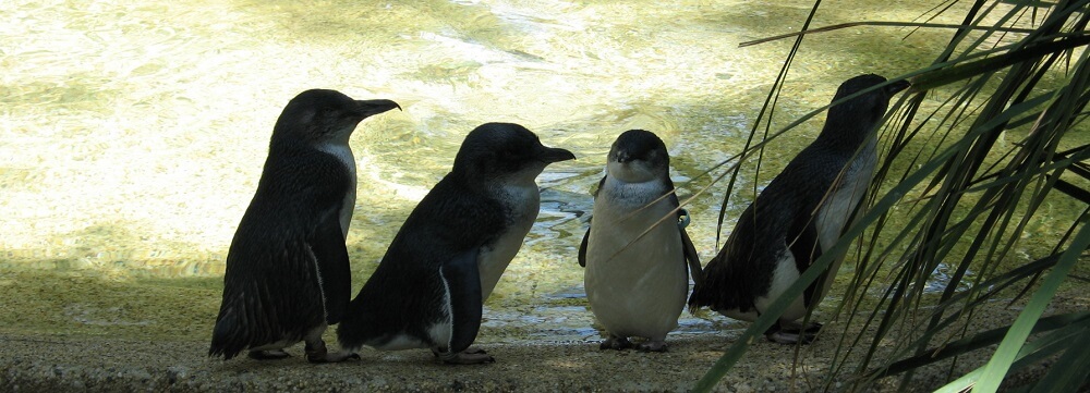 The Fascinating Habitat of Victoria’s Little Penguins