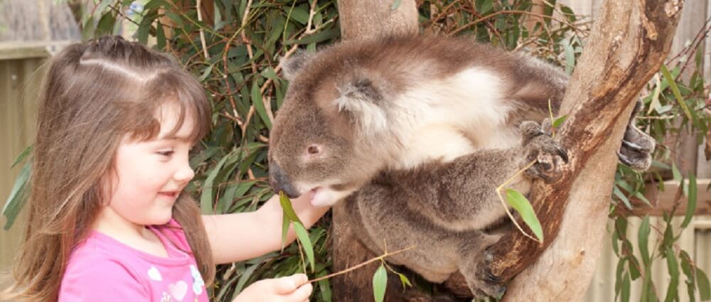 Cuddle a Koala
