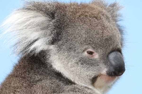 Koala Conservation Centre in Phillip Island