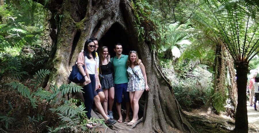 otway rainforest