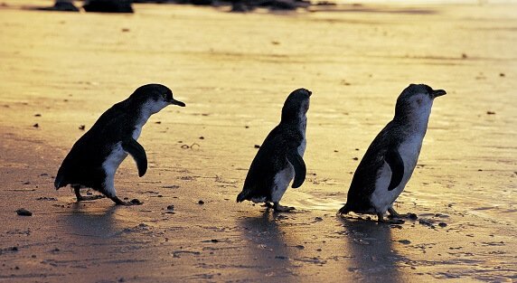 the phillip island penguin parade