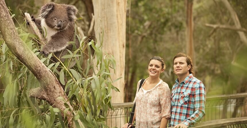 Phillip Island Day Tour - Koala Reserve