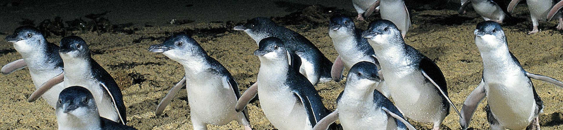 What time do the penguins come in at Phillip Island?