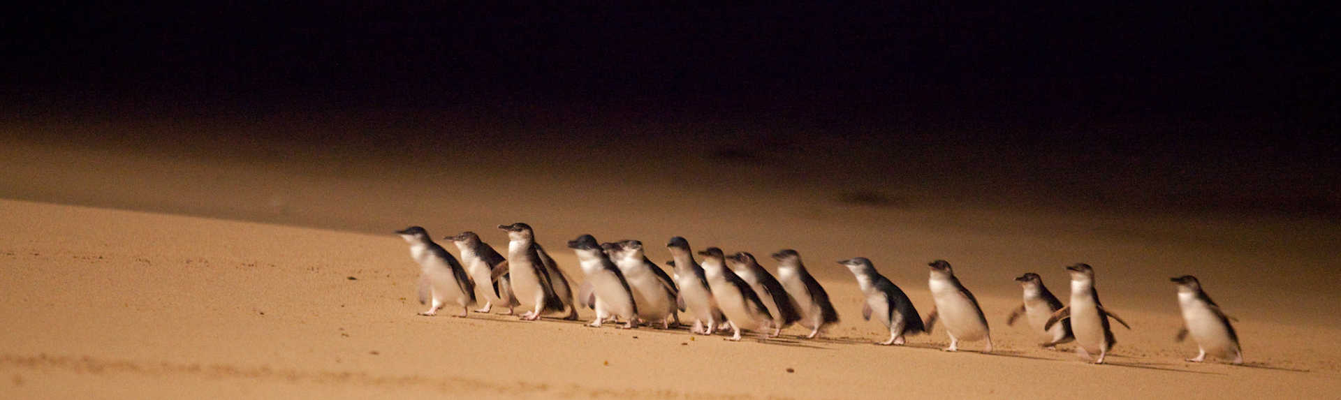 How long does the Penguin Parade last?
