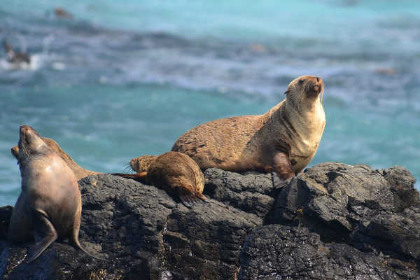 Seal Rocks, Phillip Island