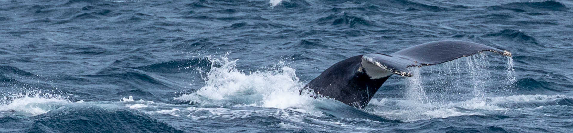 Where can I see whales in Phillip Island?