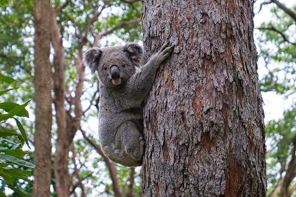 Koala in a tree on Phillip Island