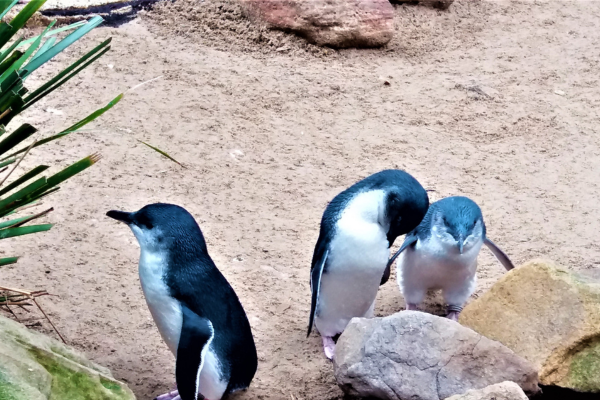 Phillip Island Little Penguins