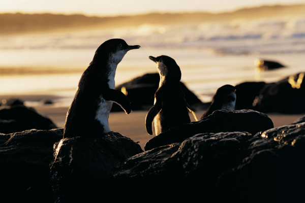 What are 5 interesting facts about penguins?