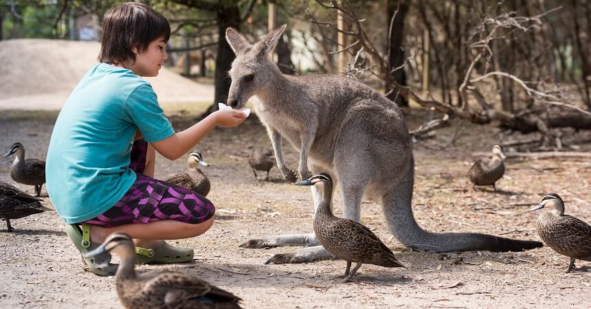 phillip-island-eco-tour-kangaroo