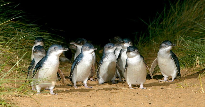 phillip-island-eco-tour-penguins