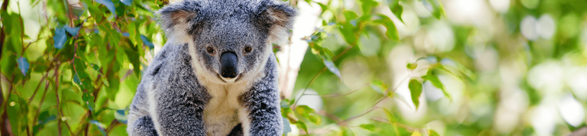 Where can I see koalas on Phillip Island?