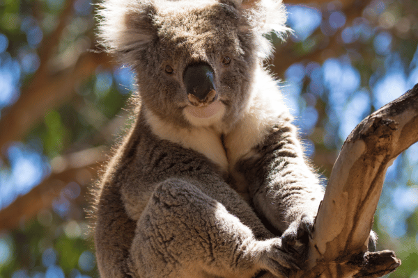 French Island koala