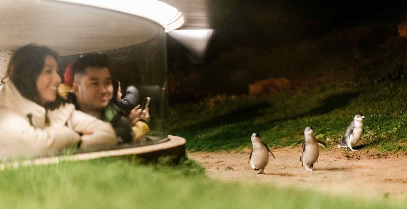 people watching little penguins out of underground glass box