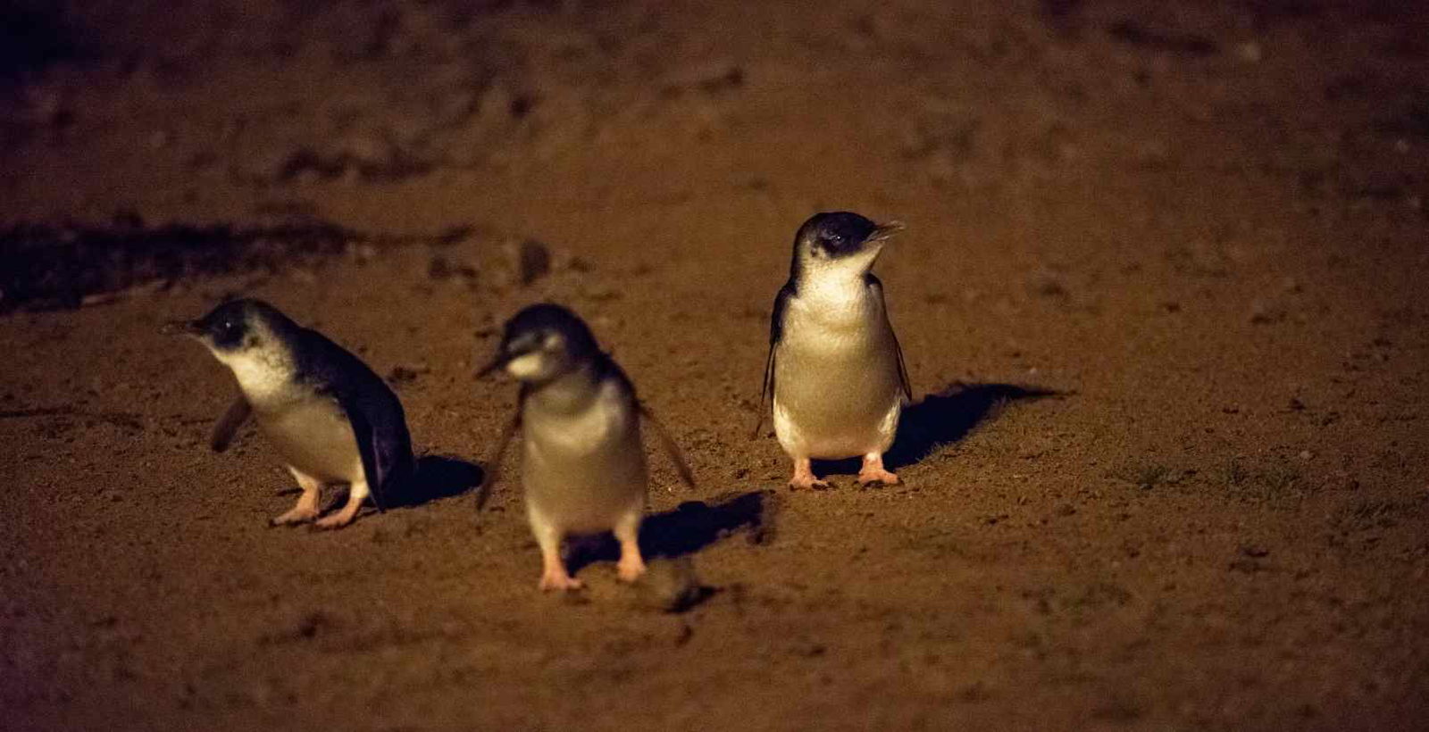 little penguins on beach