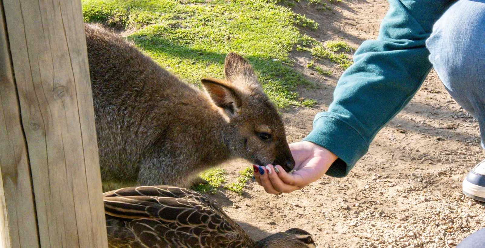 person feeding kangaroo at moonlit sanctuary conservation park