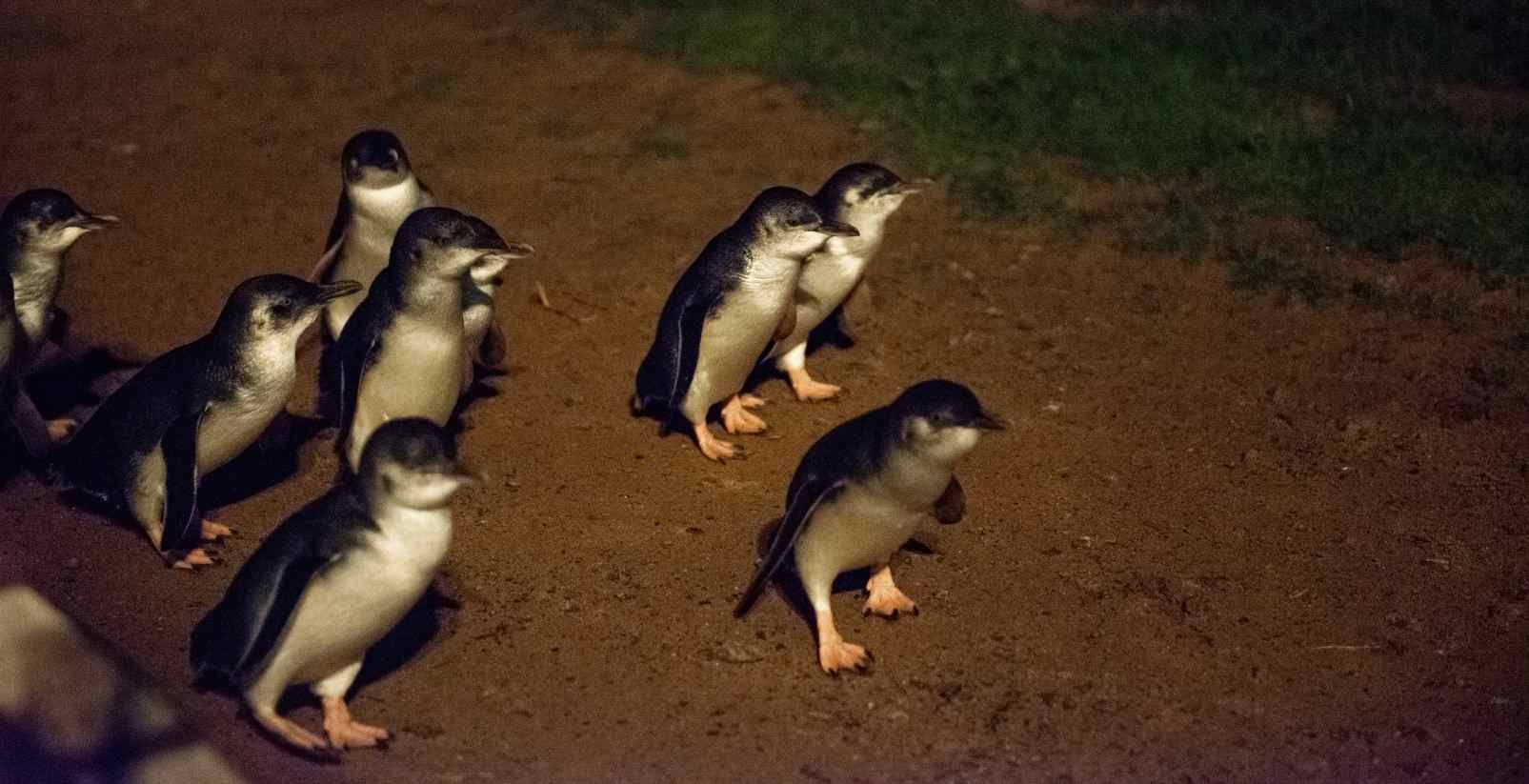 little penguins at the penguin parade walking up the beach