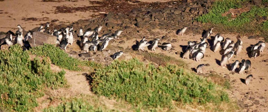 Phillip Island Boutique Tour $199