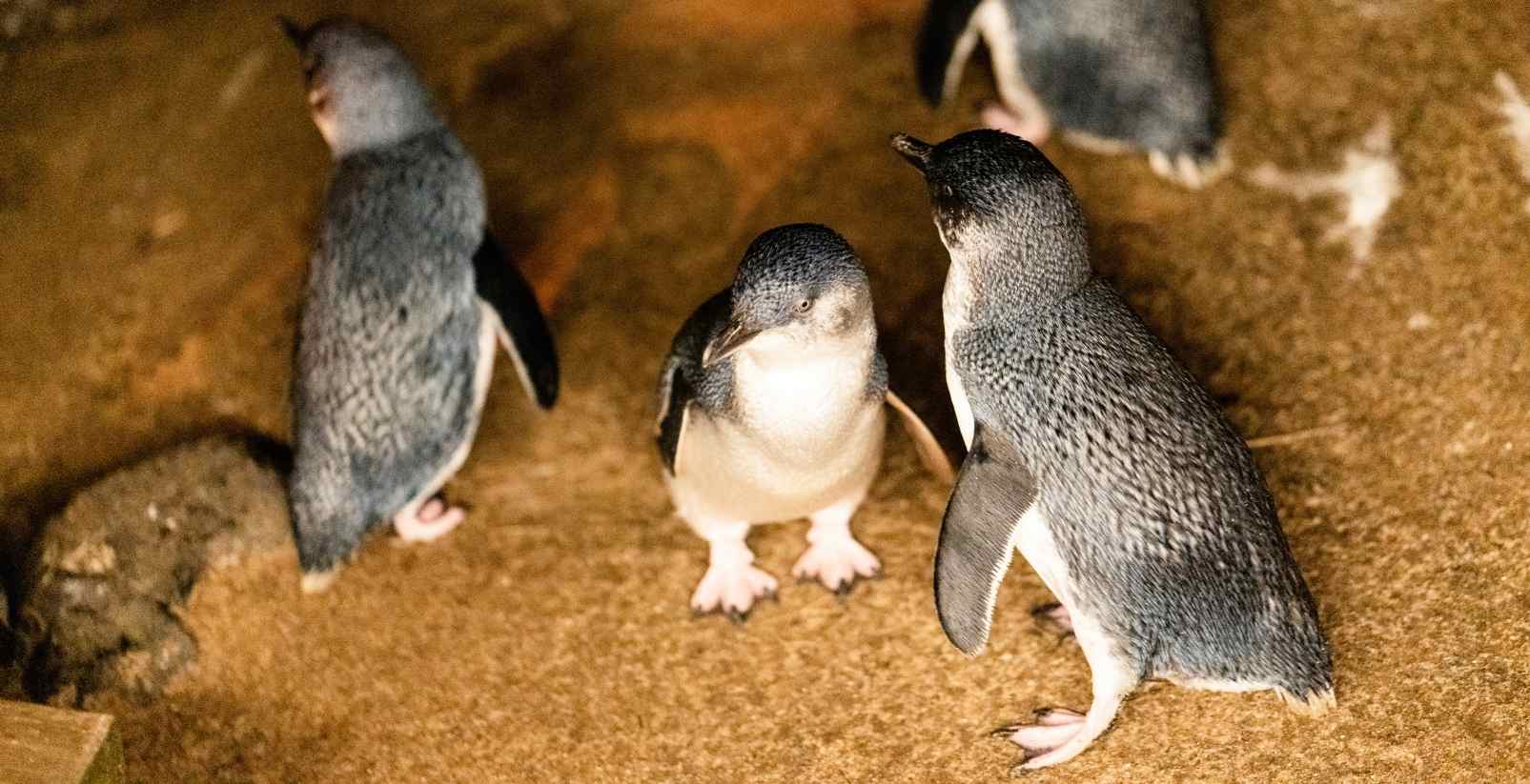 little penguins at the penguin parade