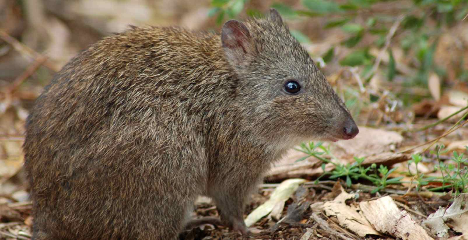 ong nosed potoroos
