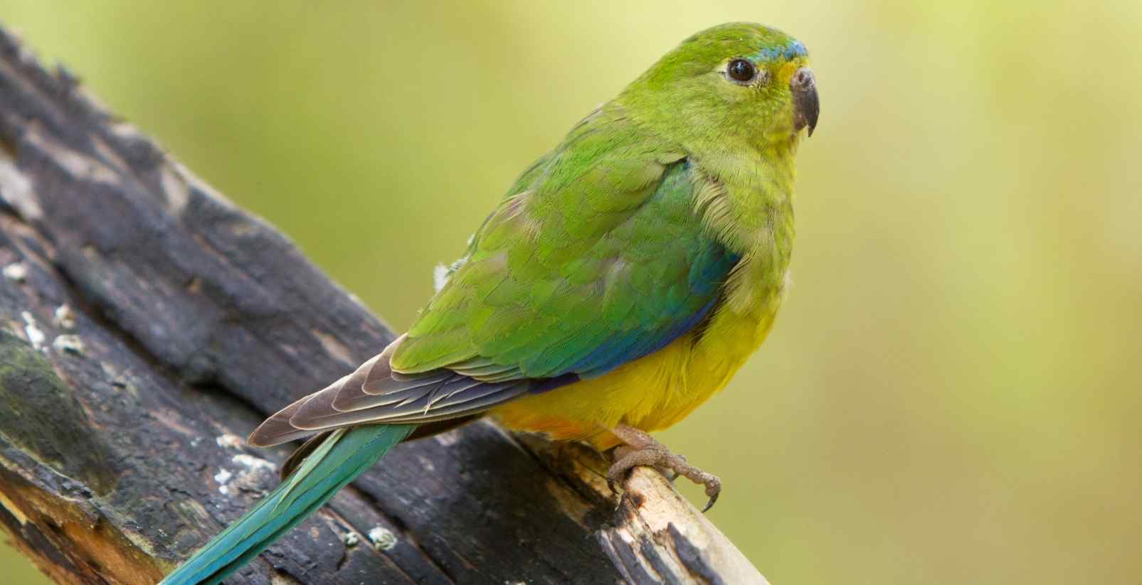orange bellied parrot sitting on branch