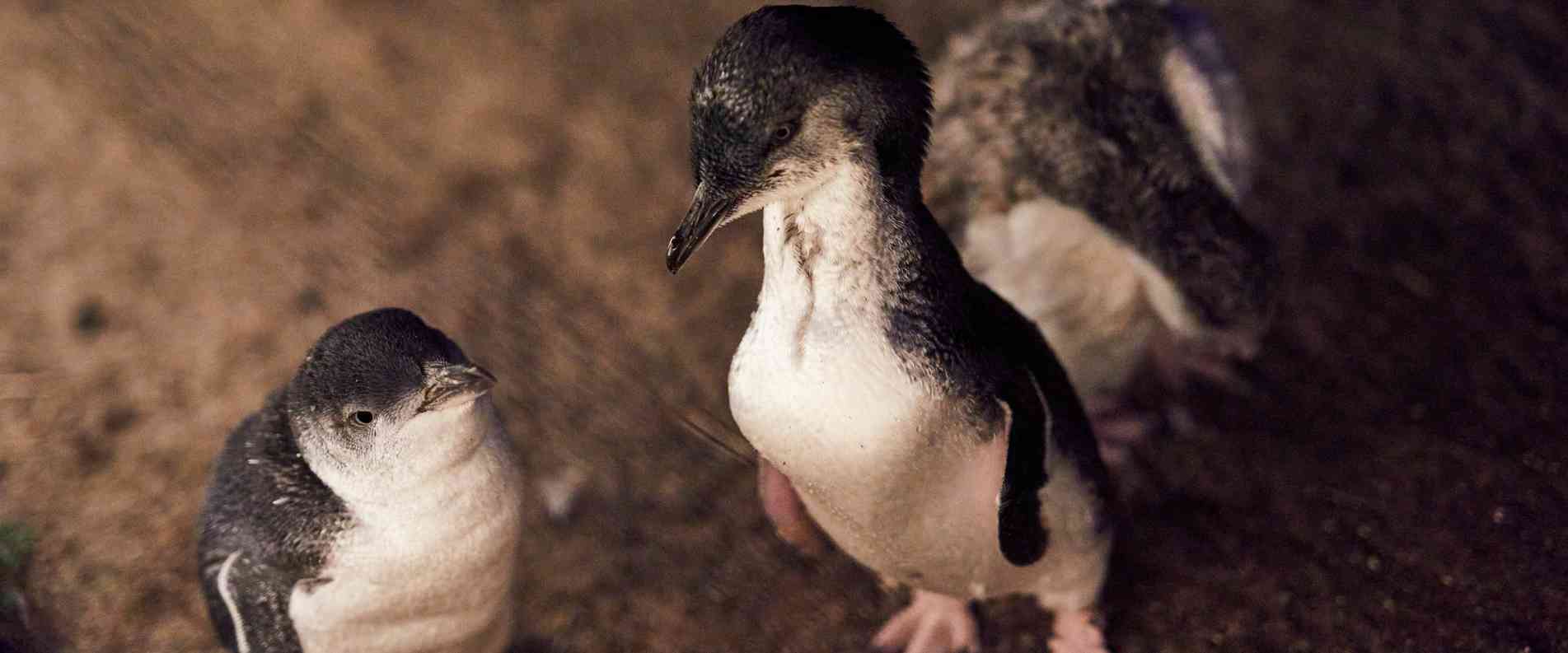 penguin