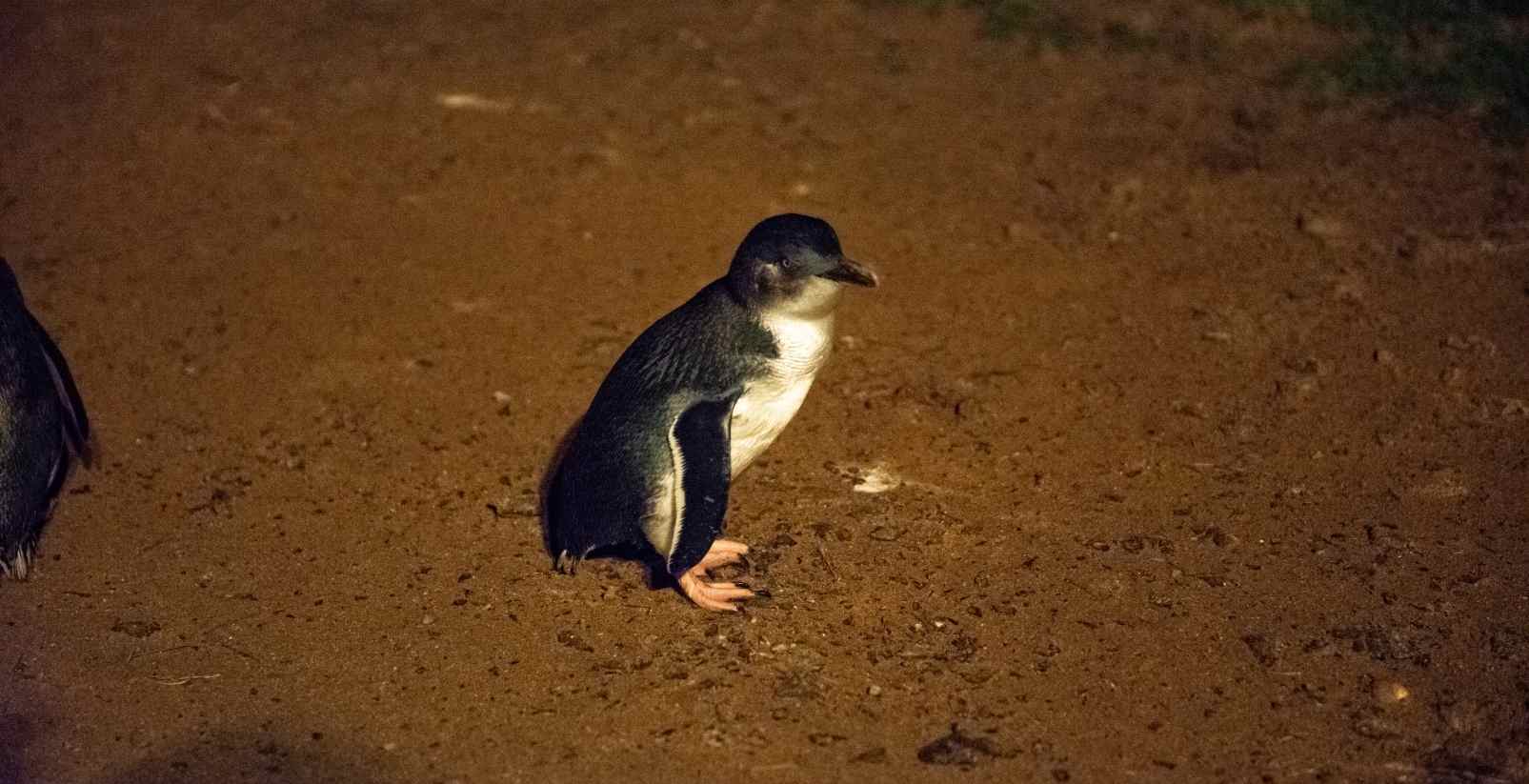 little penguin at the penguin parade