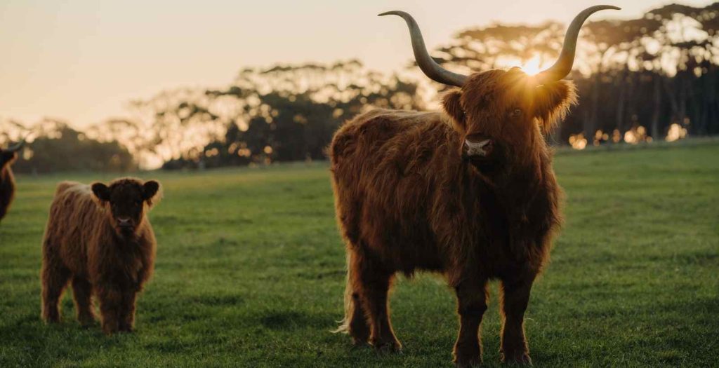 baby highland cow with big highland cow on churchill island