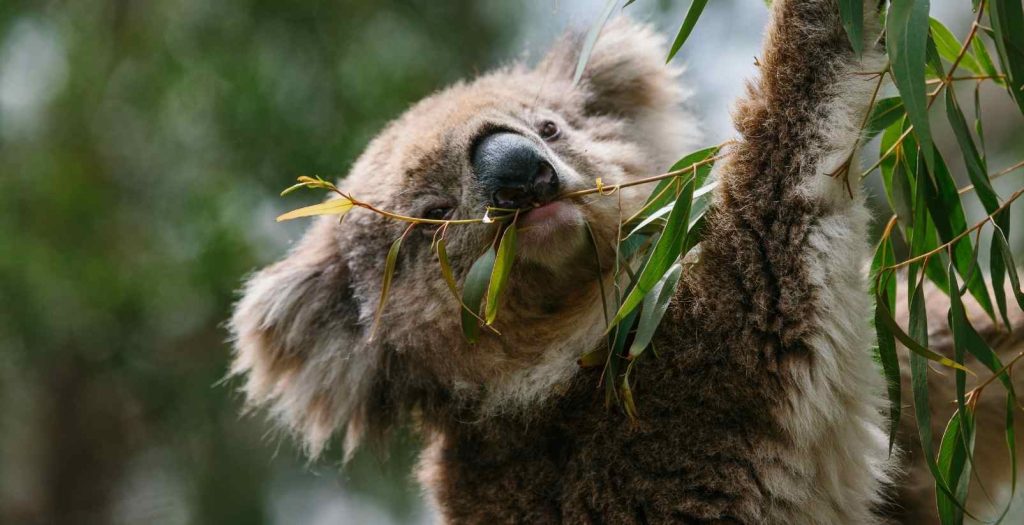 koala eating gum leaves at the koala conservation reserve