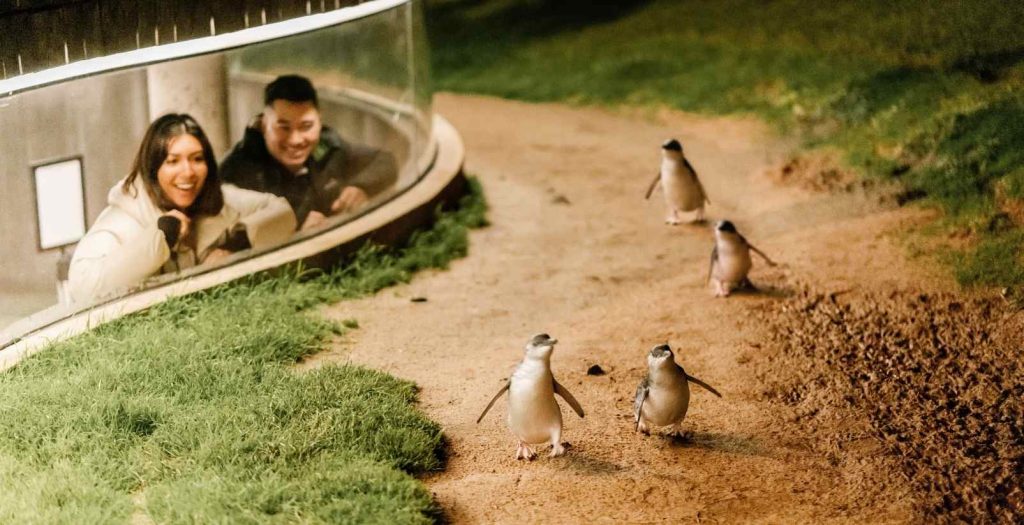 people watching little penguins out of underground glass box
