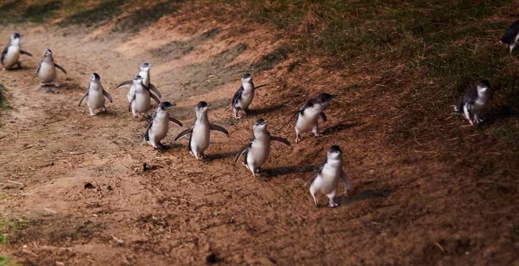 little penguins at the penguin parade wadling up sandy beach
