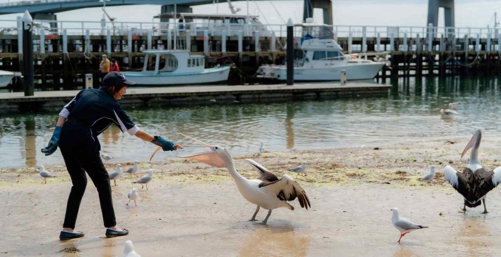 people feeding the san remo pelicans