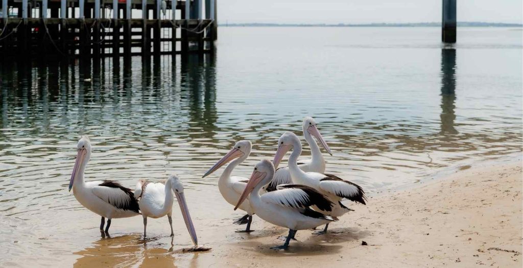 san remo pelicans