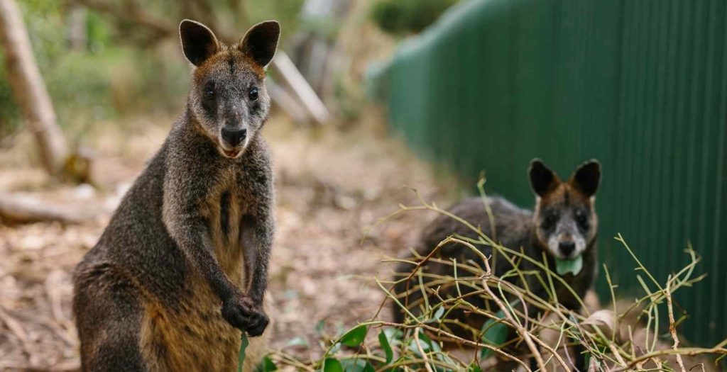 wallabies at the koala conservation reserve