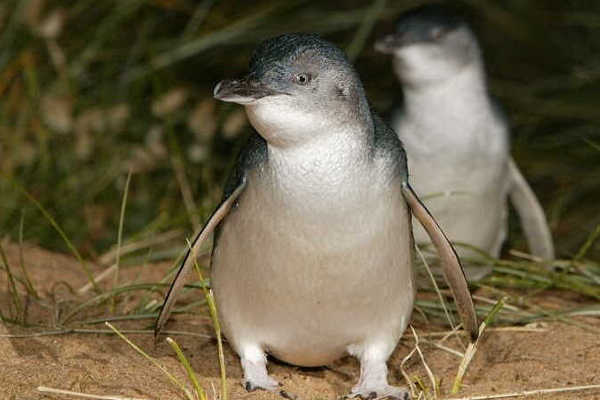 1 Day Phillip Island Tour