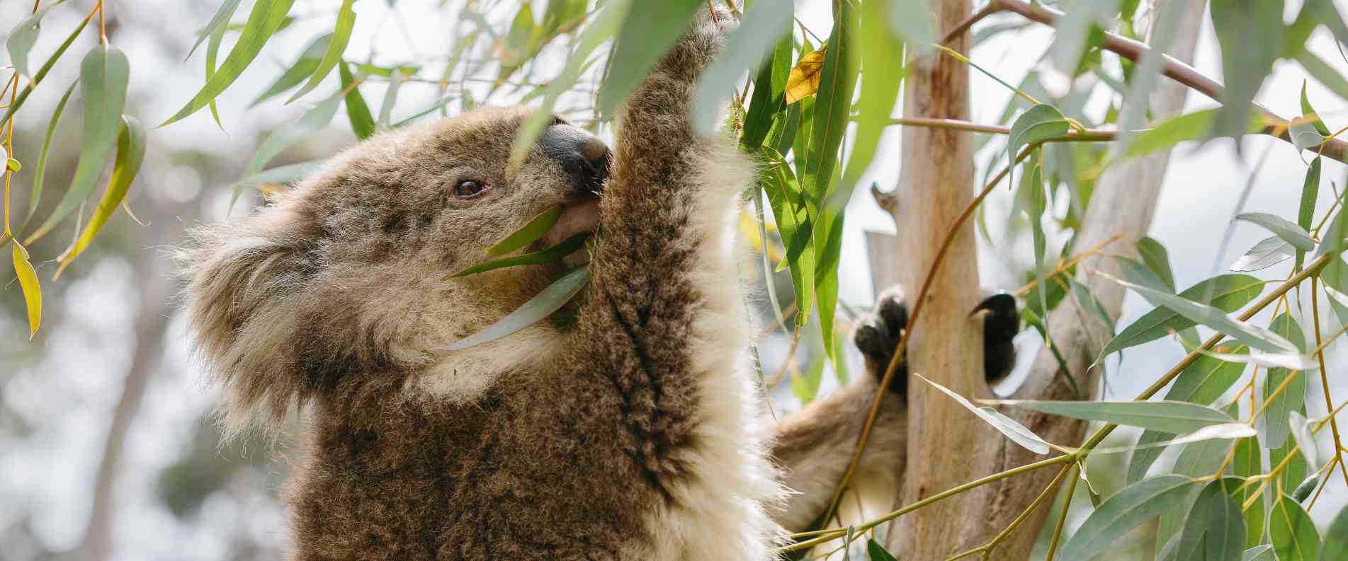 koala conservation reserve