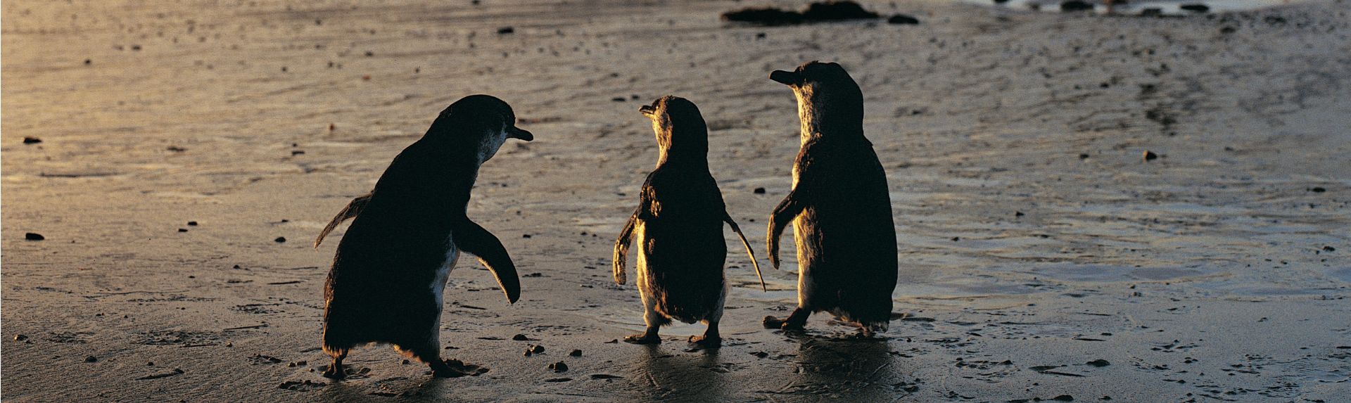 Little Penguins on Phillip Island