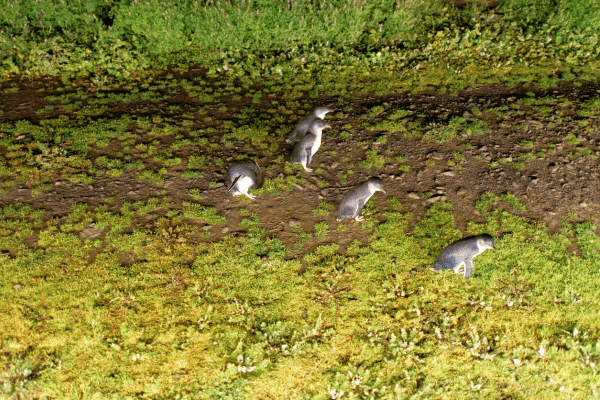 Phillip Island Little Penguins