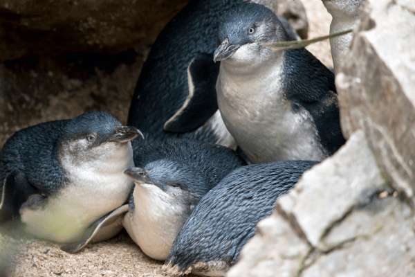 Phillip Island penguins