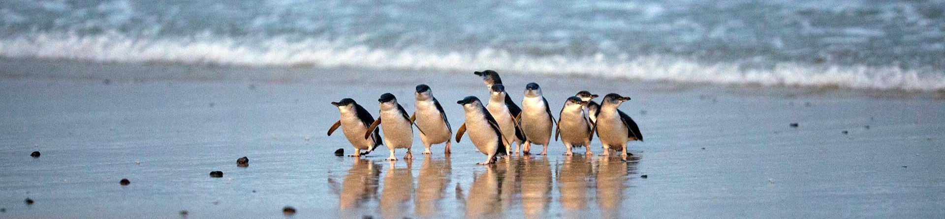 Penguins on Phillip Island