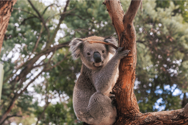 Koala viewing