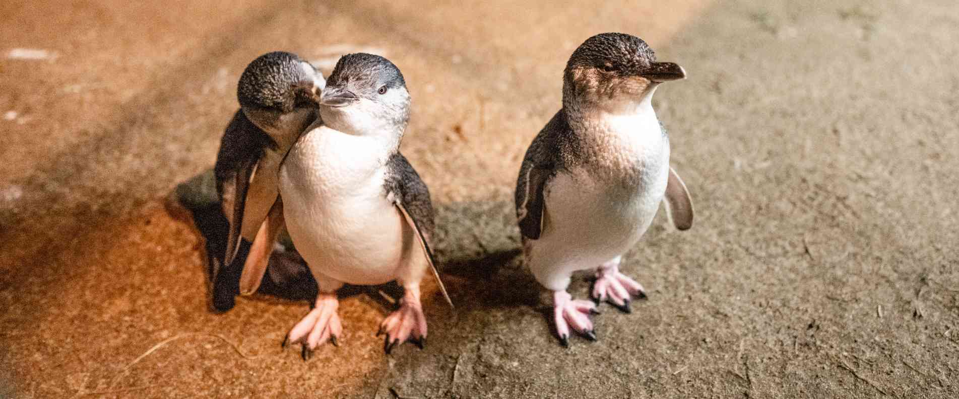 little penguins a the penguin parade huddled together