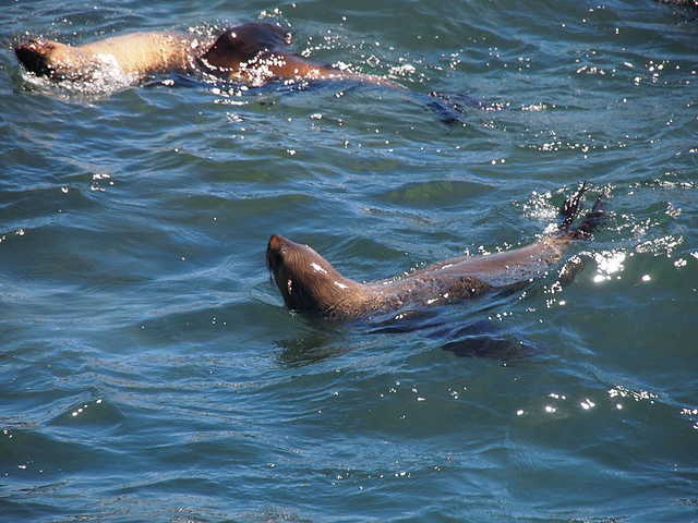Australian Fur Seals