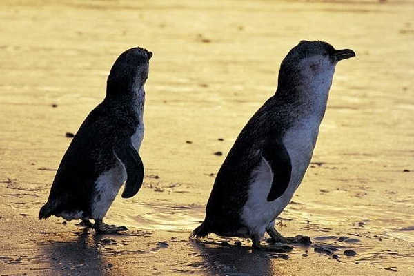 The Evening Penguin Parade Tour